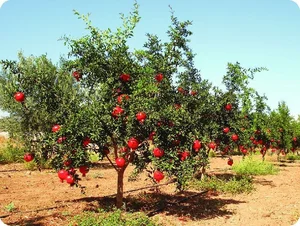 The Pomegranate: Decoding the Symbolism of the 'Fruit with a Hundred Pearl Seeds' - image 0