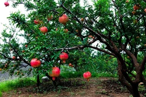The Pomegranate: Decoding the Symbolism of the 'Fruit with a Hundred Pearl Seeds' - image 4