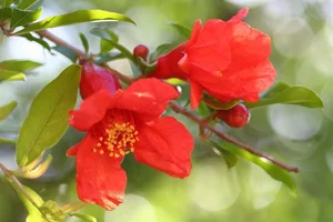 The Pomegranate: Decoding the Symbolism of the 'Fruit with a Hundred Pearl Seeds' - image 5