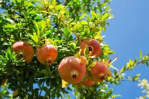 The Pomegranate: Decoding the Symbolism of the 'Fruit with a Hundred Pearl Seeds' - image 3