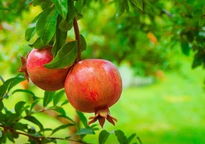 The Pomegranate: Decoding the Symbolism of the 'Fruit with a Hundred Pearl Seeds' - image 7