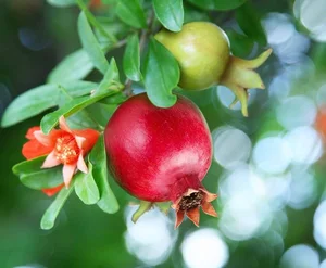 The Pomegranate: Decoding the Symbolism of the 'Fruit with a Hundred Pearl Seeds' - image 6