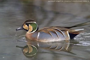 The Mandarin Duck: Nature's Most Beautiful Painted Waterfowl - image 7