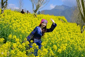 Stunning Yellow Mustard Flowers Bloom at the Base of Fansipan Mountain - image 2