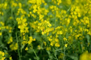 Stunning Yellow Mustard Flowers Bloom at the Base of Fansipan Mountain - image 7