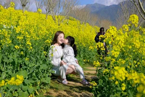 Stunning Yellow Mustard Flowers Bloom at the Base of Fansipan Mountain - image 9