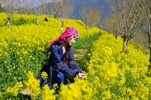 Stunning Yellow Mustard Flowers Bloom at the Base of Fansipan Mountain - image 1