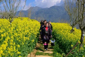 Stunning Yellow Mustard Flowers Bloom at the Base of Fansipan Mountain - image 5