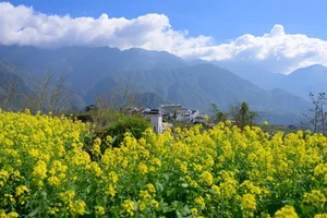 Stunning Yellow Mustard Flowers Bloom at the Base of Fansipan Mountain - image 6