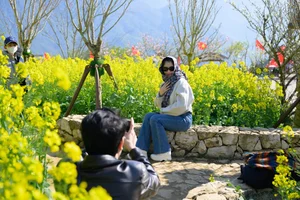 Stunning Yellow Mustard Flowers Bloom at the Base of Fansipan Mountain - image 8