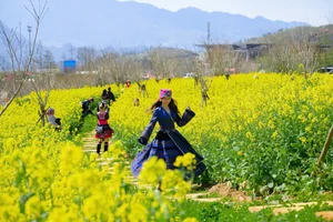 Stunning Yellow Mustard Flowers Bloom at the Base of Fansipan Mountain - image 4