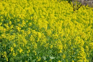Stunning Yellow Mustard Flowers Bloom at the Base of Fansipan Mountain - image 3