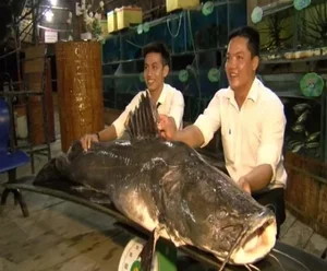 Unraveling the Mystery: The Strange 'Water Monster' Sightings in Vietnam - image 0