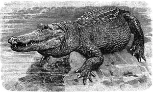 Unraveling the Mystery: The Strange 'Water Monster' Sightings in Vietnam - image 2