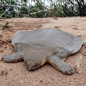 Unraveling the Mystery: The Strange 'Water Monster' Sightings in Vietnam - image 3