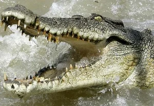 Unraveling the Mystery: The Strange 'Water Monster' Sightings in Vietnam - image 7