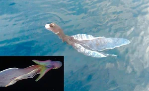 Unraveling the Mystery: The Strange 'Water Monster' Sightings in Vietnam - image 4