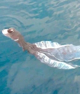 Unraveling the Mystery: The Strange 'Water Monster' Sightings in Vietnam - image 1