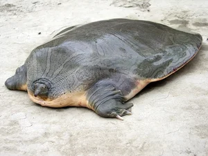 Unraveling the Mystery: The Strange 'Water Monster' Sightings in Vietnam - image 5