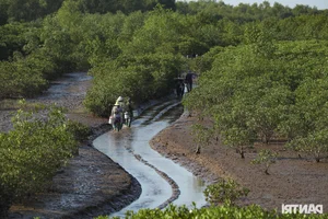 Exploring the Scenic Mangrove Forests of Thai Thuy in Thai Binh - image 14