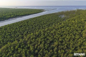 Exploring the Scenic Mangrove Forests of Thai Thuy in Thai Binh - image 2