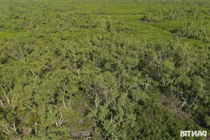 Exploring the Scenic Mangrove Forests of Thai Thuy in Thai Binh - image 7