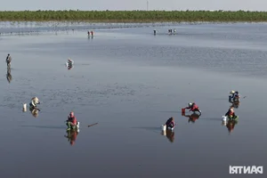 Exploring the Scenic Mangrove Forests of Thai Thuy in Thai Binh - image 0