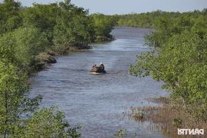 Exploring the Scenic Mangrove Forests of Thai Thuy in Thai Binh - image 4