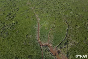 Exploring the Scenic Mangrove Forests of Thai Thuy in Thai Binh - image 3