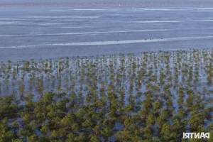 Exploring the Scenic Mangrove Forests of Thai Thuy in Thai Binh - image 8