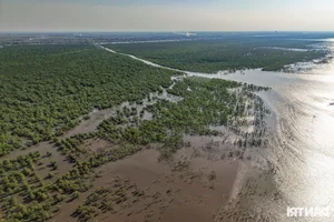 Exploring the Scenic Mangrove Forests of Thai Thuy in Thai Binh - image 1