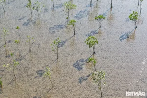 Exploring the Scenic Mangrove Forests of Thai Thuy in Thai Binh - image 13