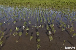 Exploring the Scenic Mangrove Forests of Thai Thuy in Thai Binh - image 10