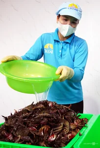 Modernizing Tradition: Inside the Most Advanced 'Ba Khia' Factory in the Mekong Delta - image 6