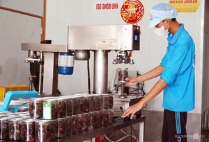 Modernizing Tradition: Inside the Most Advanced 'Ba Khia' Factory in the Mekong Delta - image 3