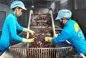 Modernizing Tradition: Inside the Most Advanced 'Ba Khia' Factory in the Mekong Delta - image 2