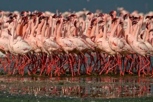 Tanzania's Deadly Beauty: The 'Blood Lake' That Turns Animals to Stone - image 6