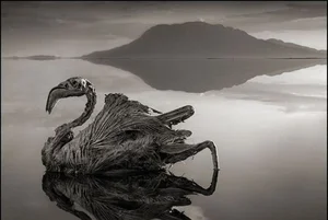 Tanzania's Deadly Beauty: The 'Blood Lake' That Turns Animals to Stone - image 8