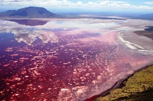 Tanzania's Deadly Beauty: The 'Blood Lake' That Turns Animals to Stone - image 4