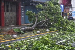 Dramatic Footage Shows Fierce Winds and Heavy Rain of Typhoon Yagi in Hainan - image 0