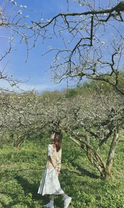 Moc Chau Off-Season Plum Blossoms: A Dreamy Autumn Wonderland - image 9