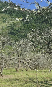 Moc Chau Off-Season Plum Blossoms: A Dreamy Autumn Wonderland - image 2