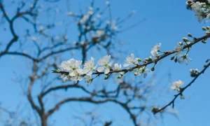Moc Chau Off-Season Plum Blossoms: A Dreamy Autumn Wonderland - image 3