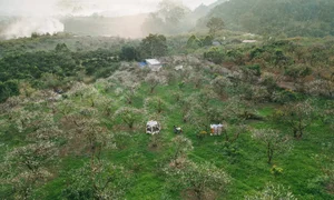 Moc Chau Off-Season Plum Blossoms: A Dreamy Autumn Wonderland - image 4