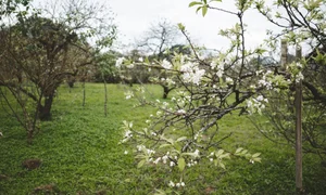 Moc Chau Off-Season Plum Blossoms: A Dreamy Autumn Wonderland - image 5