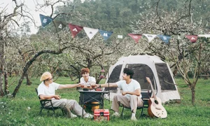 Moc Chau Off-Season Plum Blossoms: A Dreamy Autumn Wonderland - image 8