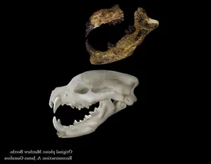 Exploring Ancient Giants: A Deep Dive into Fossil Archives and Prehistoric Discoveries - image 4