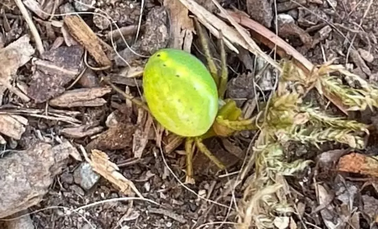 Bizarre Mini Watermelons Found in the Wild: Toxic Creeping Cucumbers