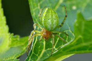 Bizarre Mini Watermelons Found in the Wild: Toxic Creeping Cucumbers - image 1