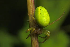 Bizarre Mini Watermelons Found in the Wild: Toxic Creeping Cucumbers - image 6